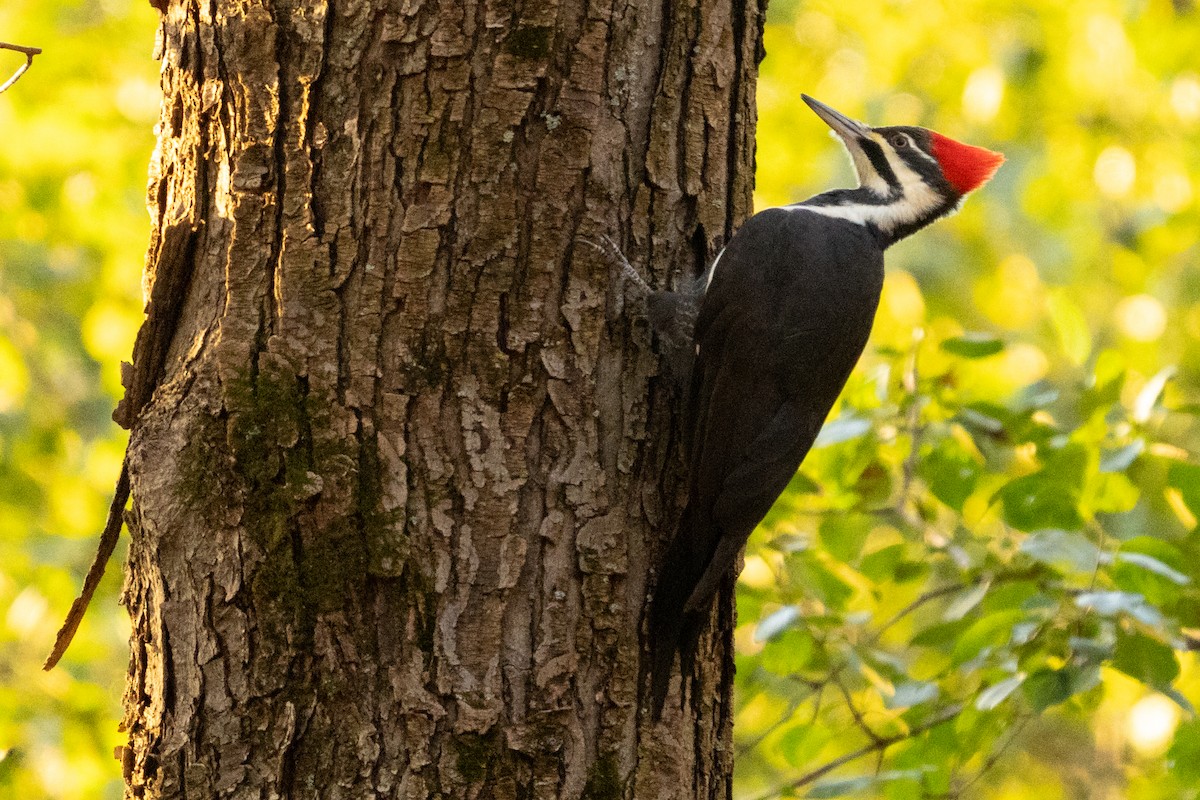 Жовна північна - ML646491755