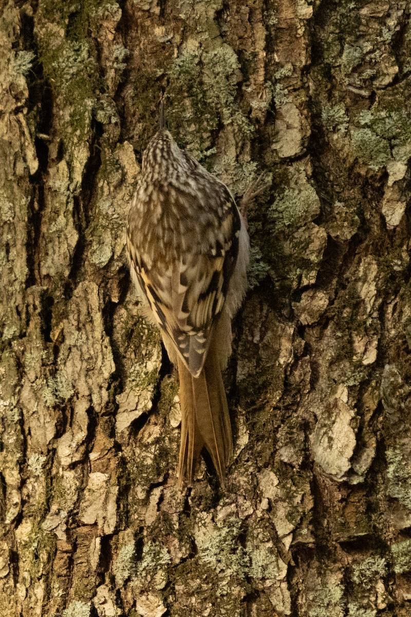 Agateador Americano - ML646491756