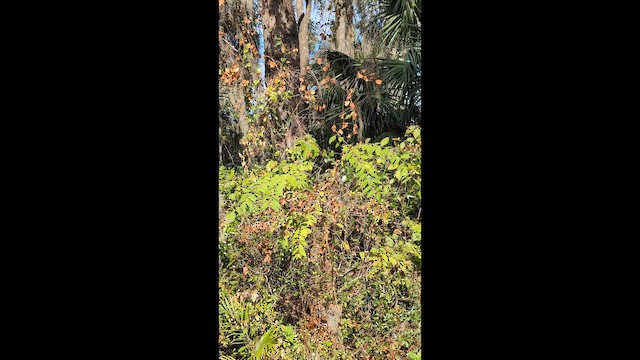 Каллиопа-звёздочка - ML646491757