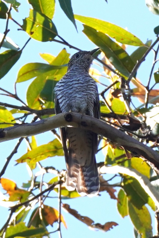 Sahul Brush Cuckoo - ML646491763