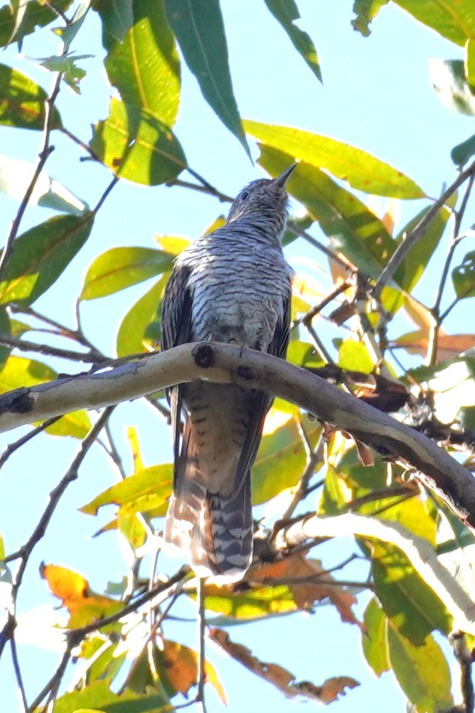 Sahul Brush Cuckoo - ML646491764