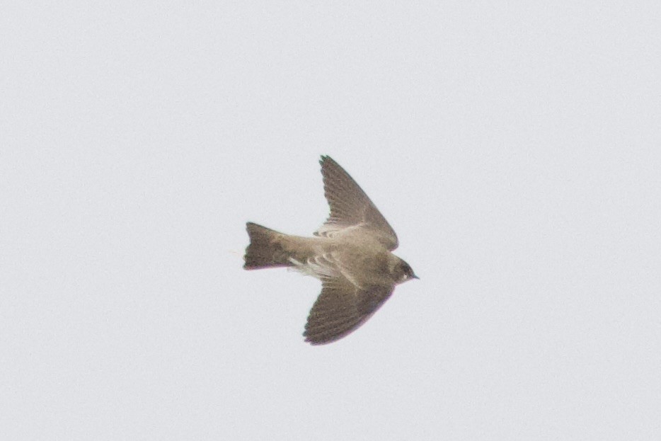 キタオビナシショウドウツバメ - ML646491769