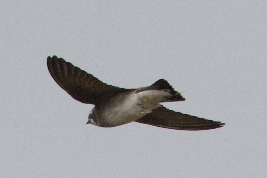 キタオビナシショウドウツバメ - ML646491770