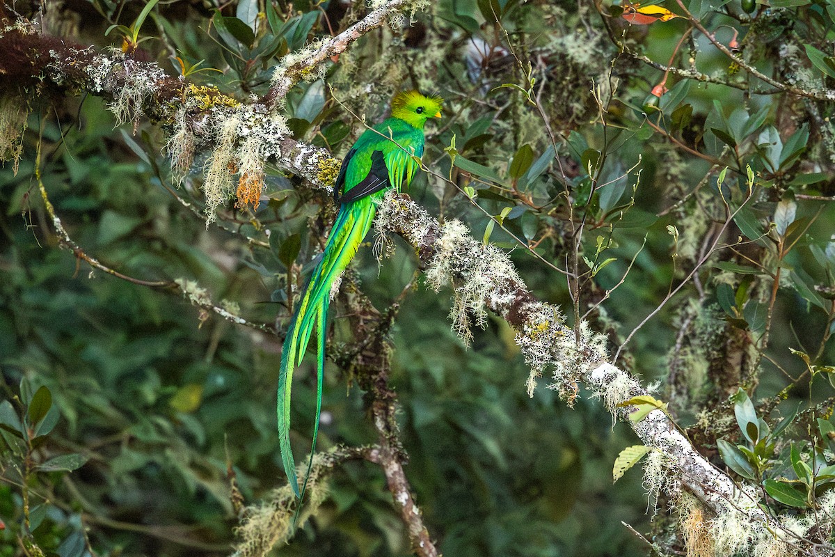 Resplendent Quetzal (Costa Rican) - ML646491772