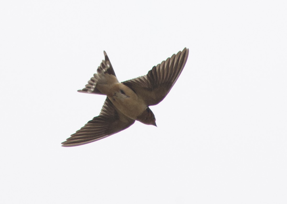 ツバメ - ML646491774