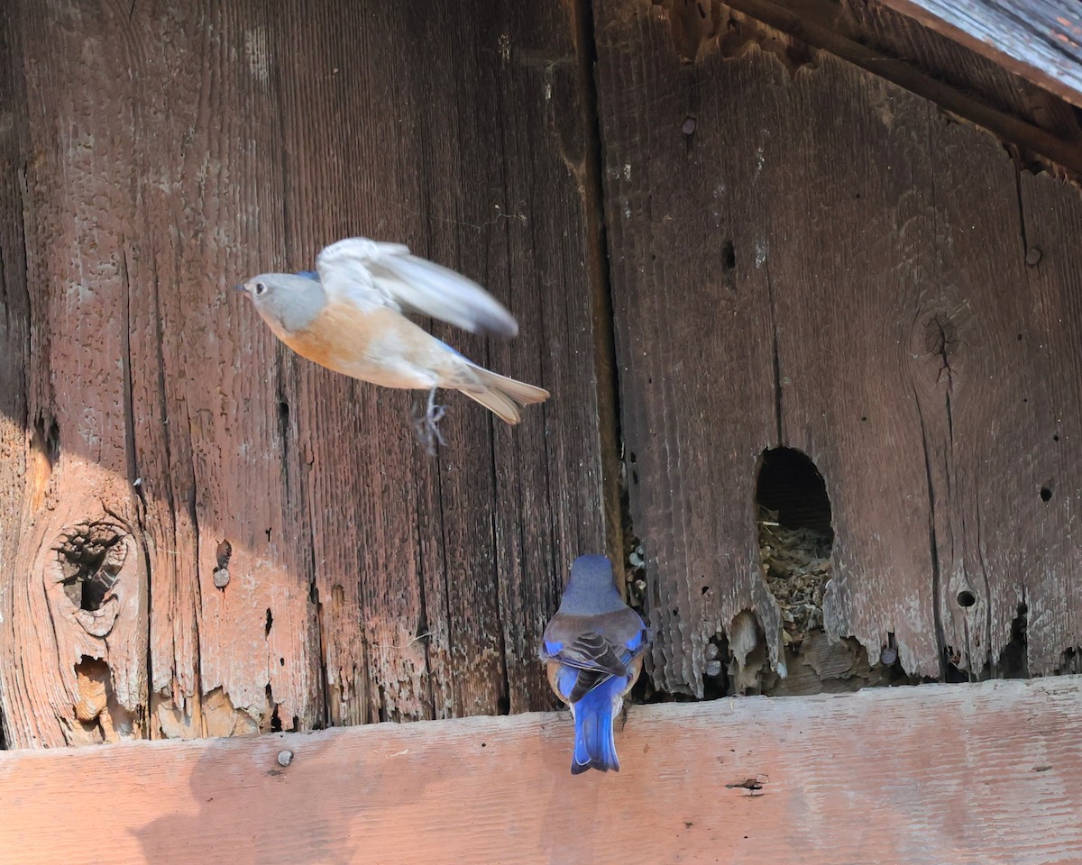 Western Bluebird - ML646491776