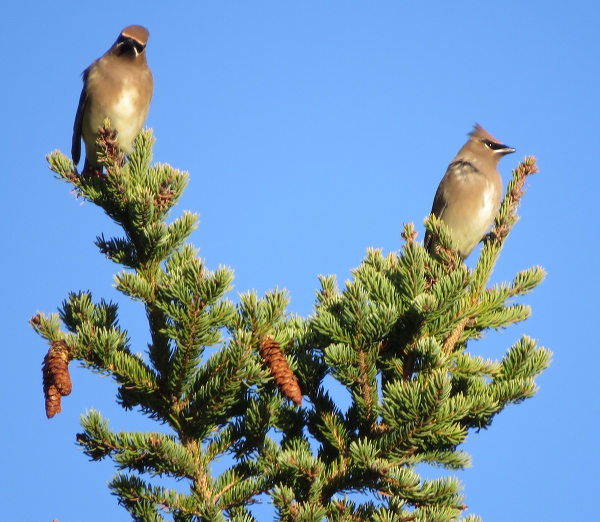 Cedar Waxwing - ML646491777
