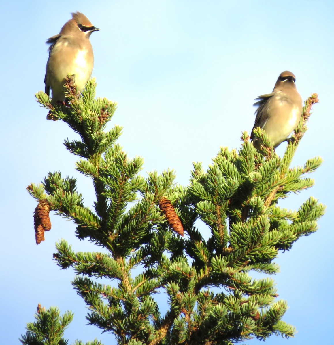 Cedar Waxwing - ML646491780