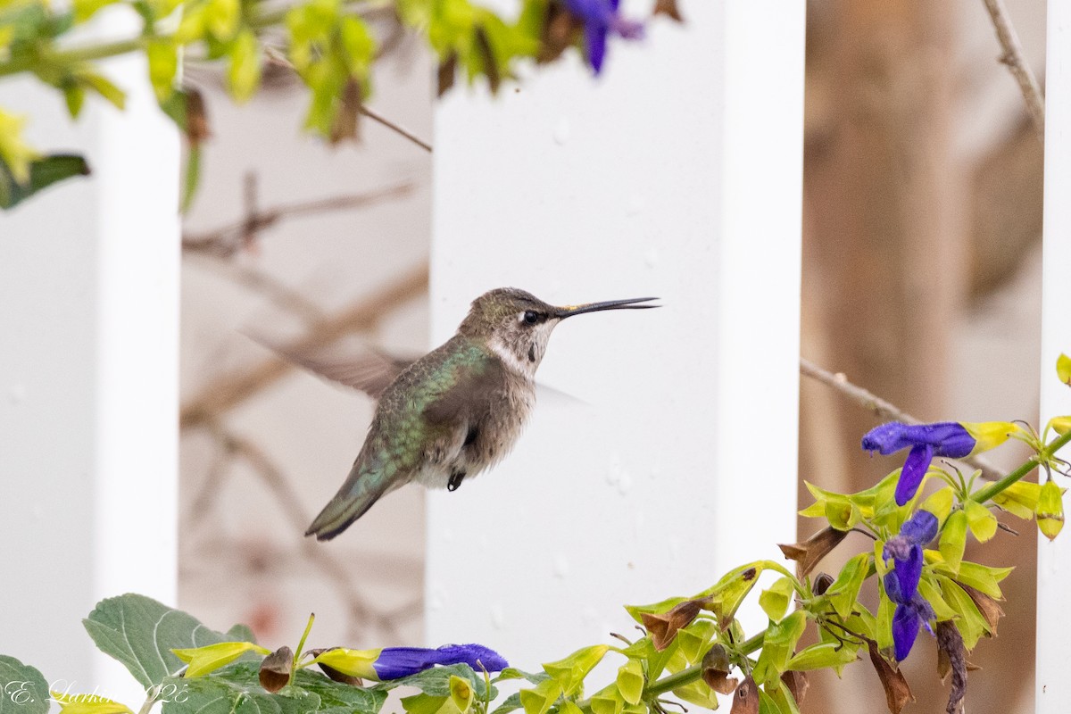 kalypta černobradá - ML646491787