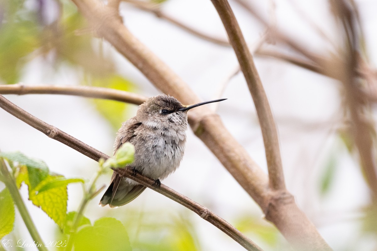 kalypta černobradá - ML646491788