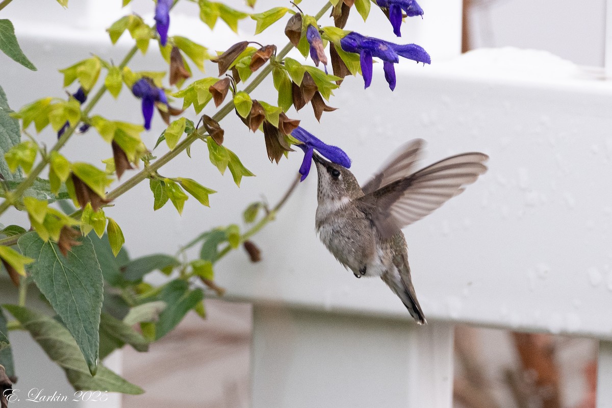 kalypta černobradá - ML646491789