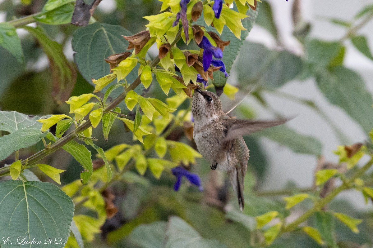 kalypta černobradá - ML646491790