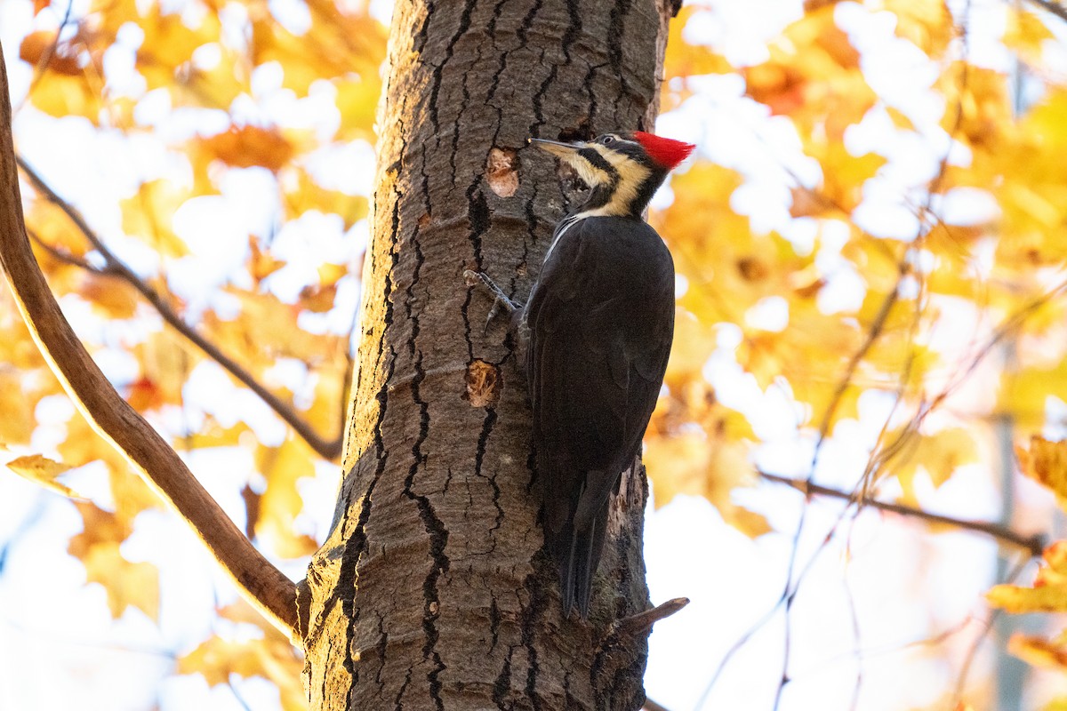 Жовна північна - ML646491799