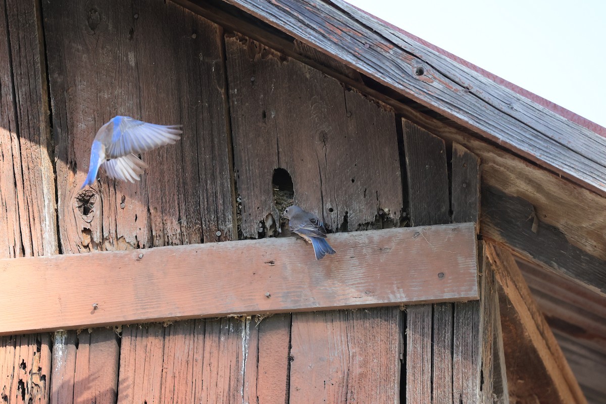 Western Bluebird - ML646491800