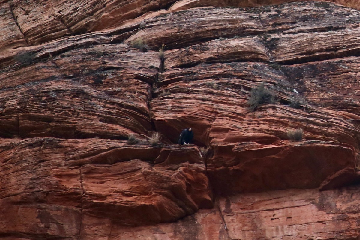 Kalifornienkondor - ML646491802