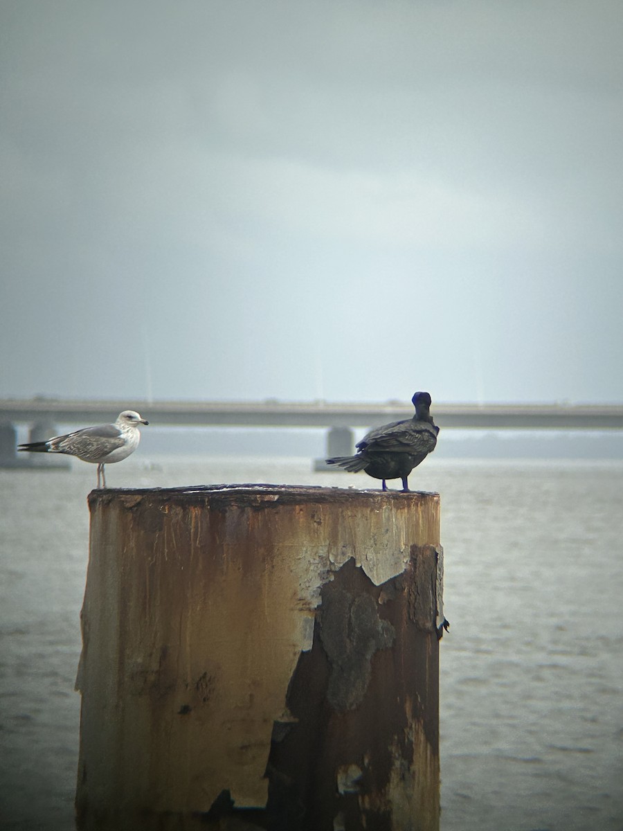 kormorán velký - ML646491803