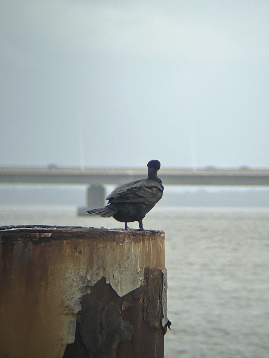 kormorán velký - ML646491804