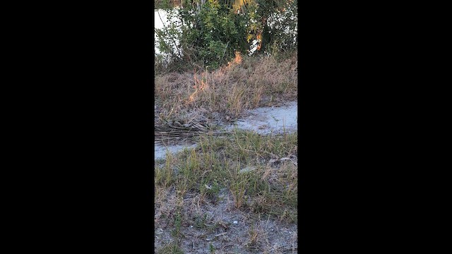 Snow Bunting - ML646491805