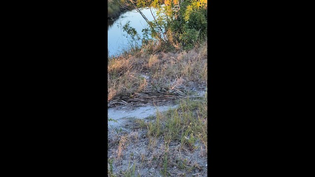 Snow Bunting - ML646491807