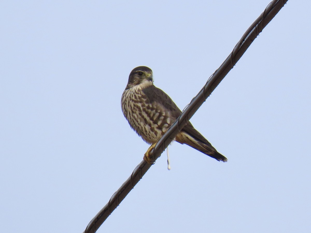 Merlin - ML646491812