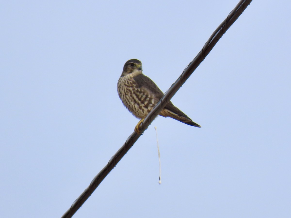 Merlin - ML646491813