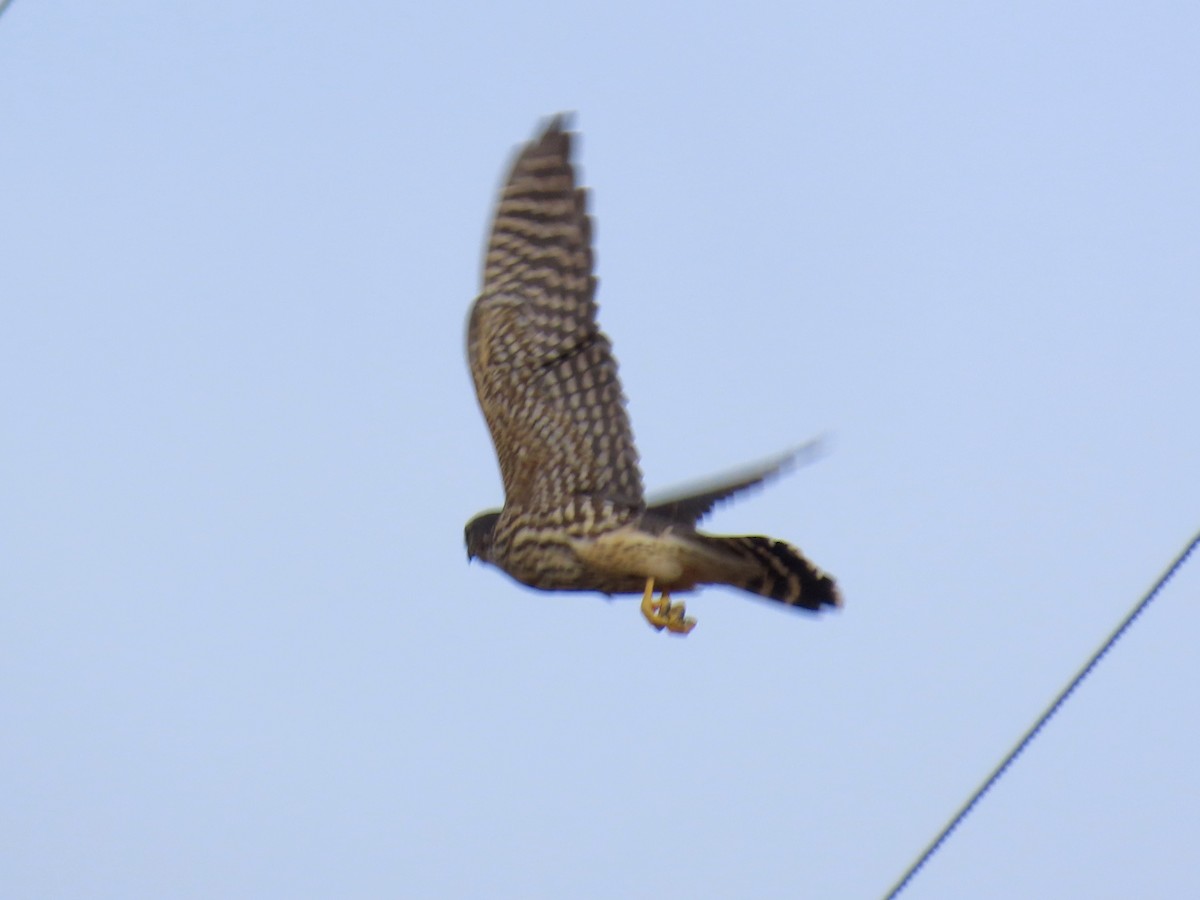 Merlin - ML646491814