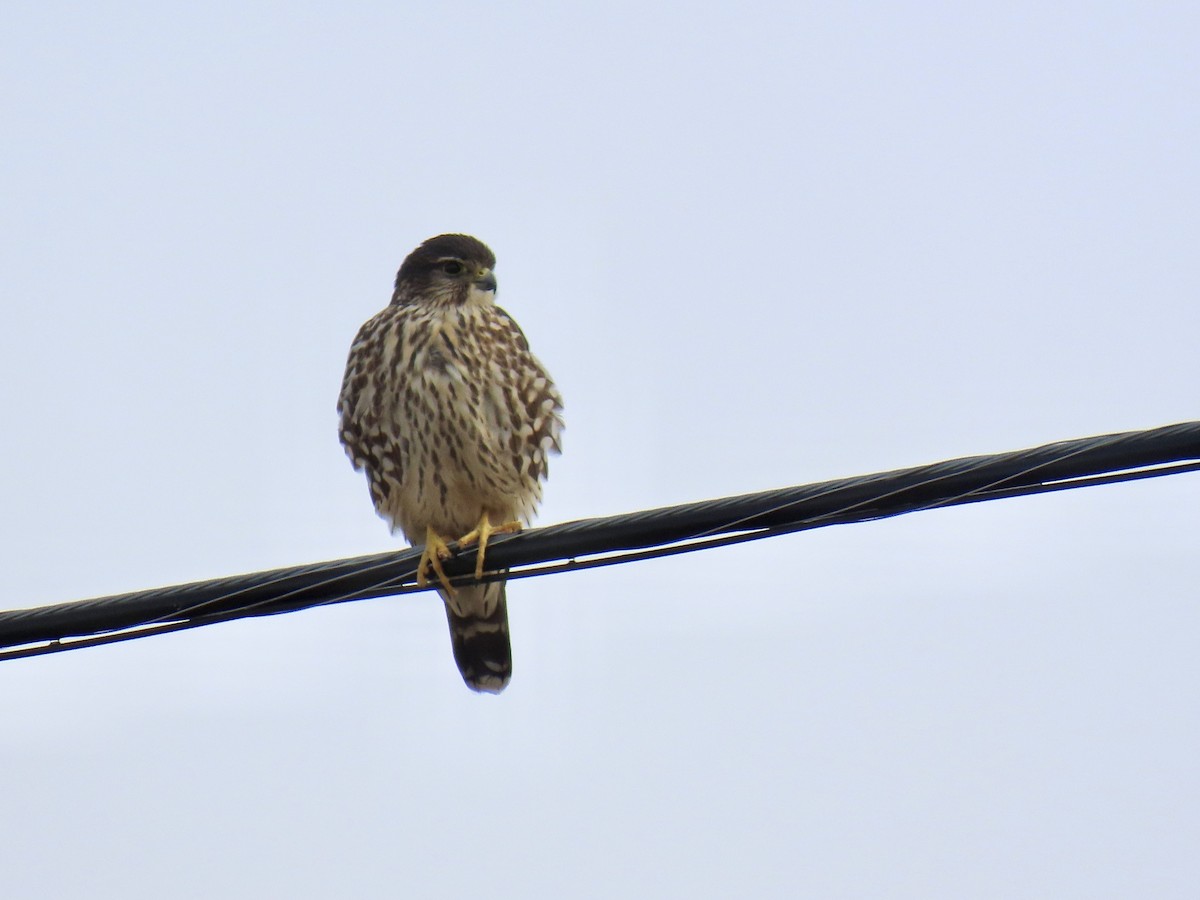 Merlin - ML646491815