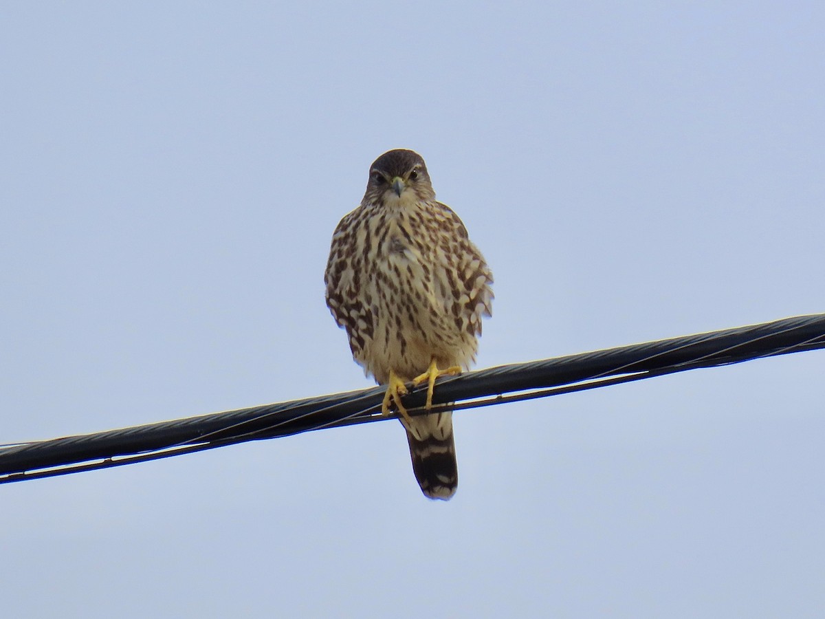 Merlin - ML646491816