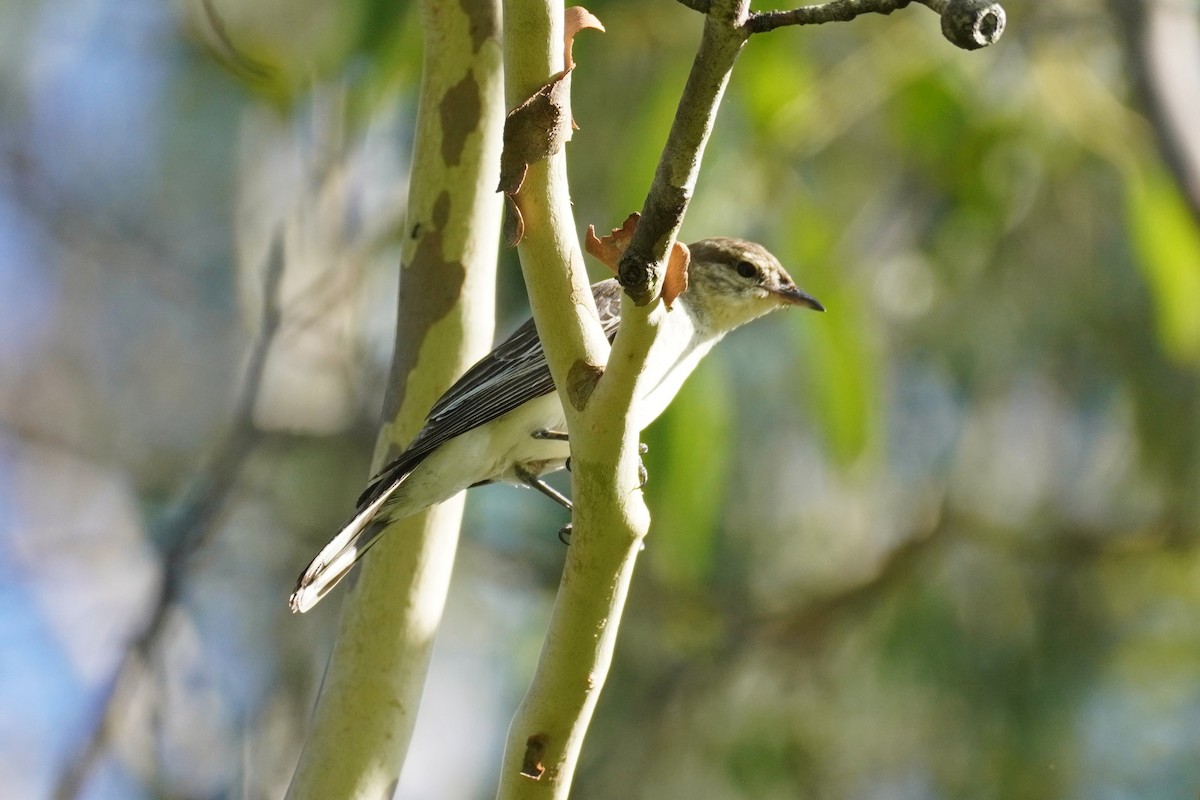 Jacky-winter - ML646491817