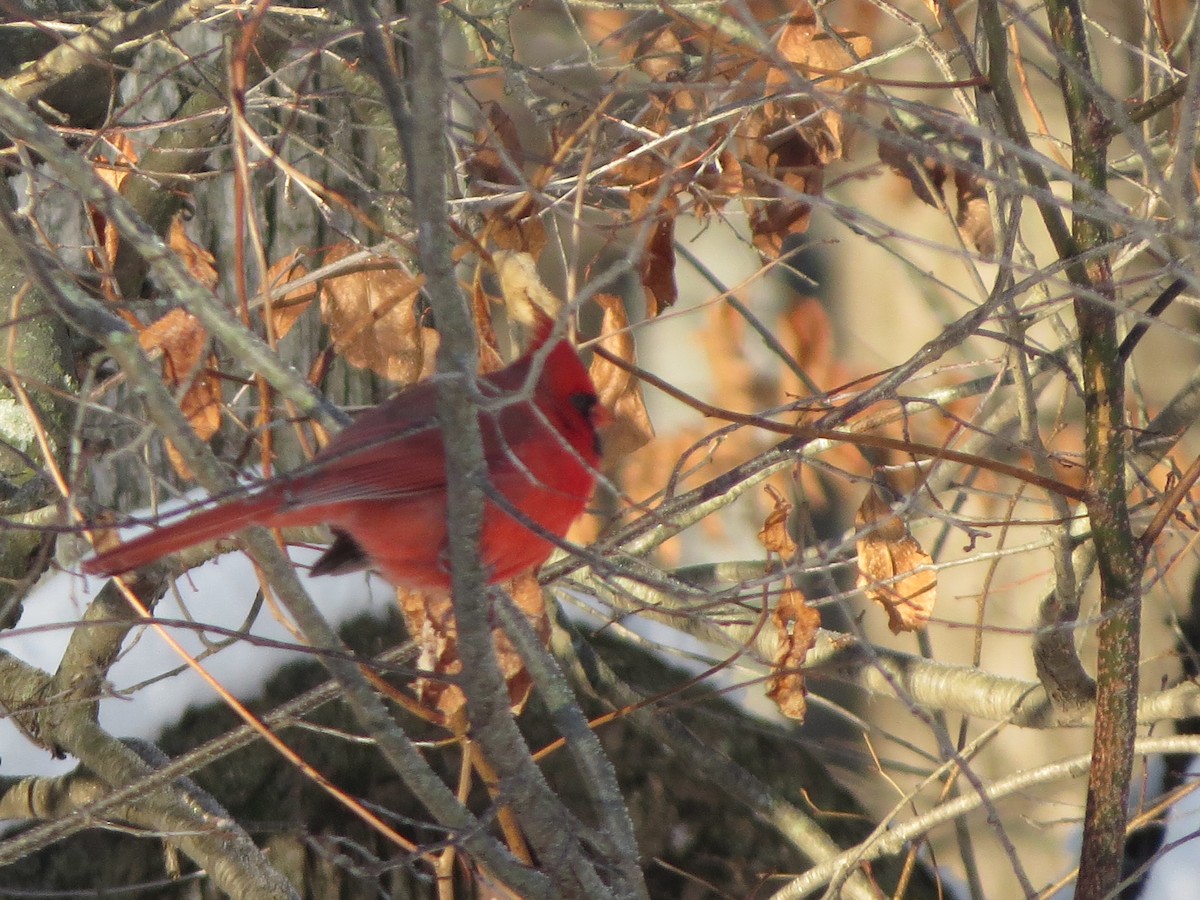 Northern Cardinal - ML646491818