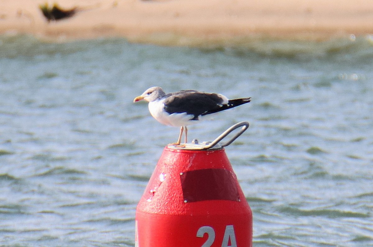 Lesser Black-backed Gull - ML646491819