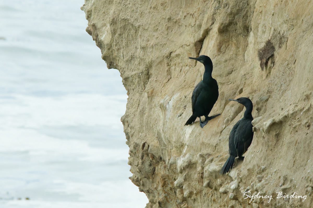 Brandt's Cormorant - ML646491820
