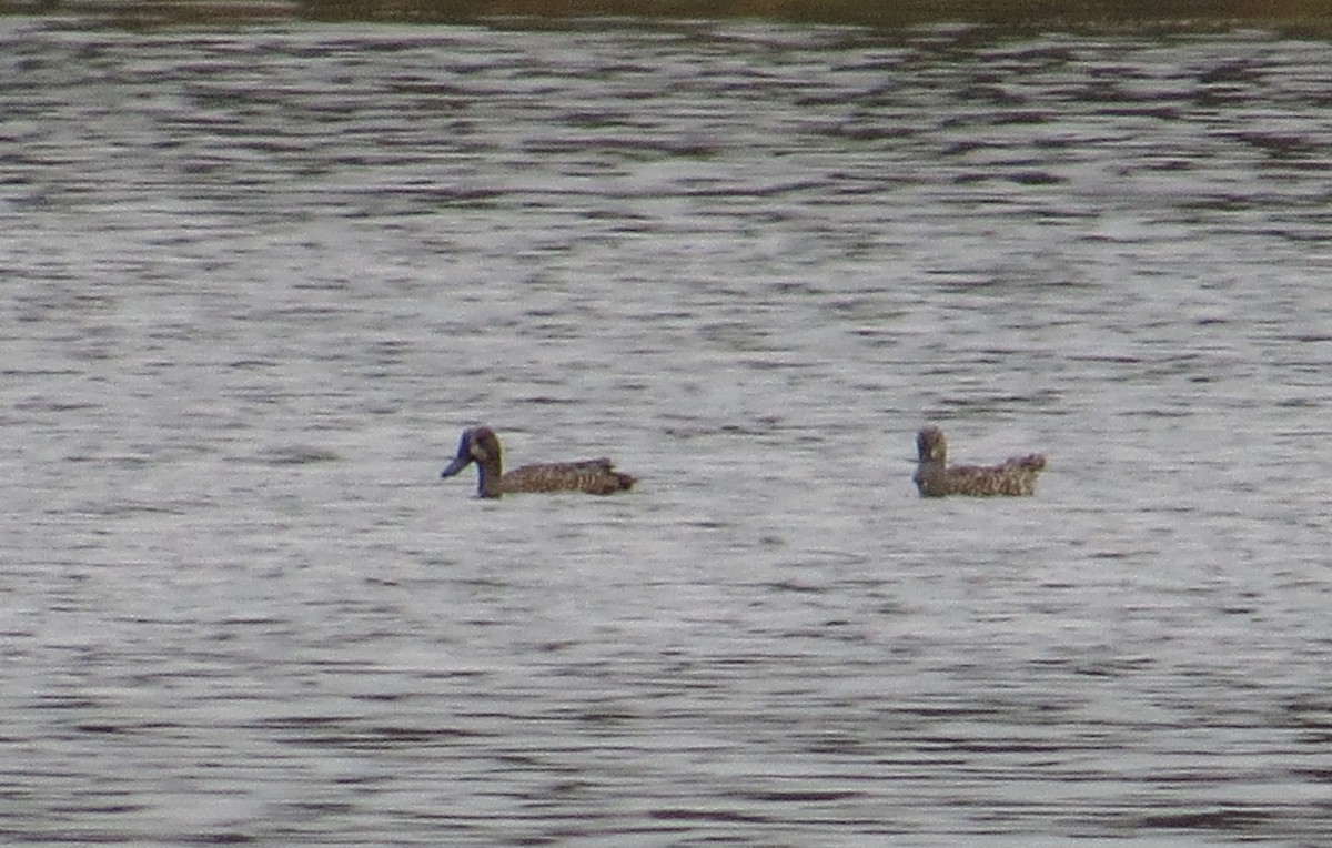 Blue-winged Teal - ML646491821