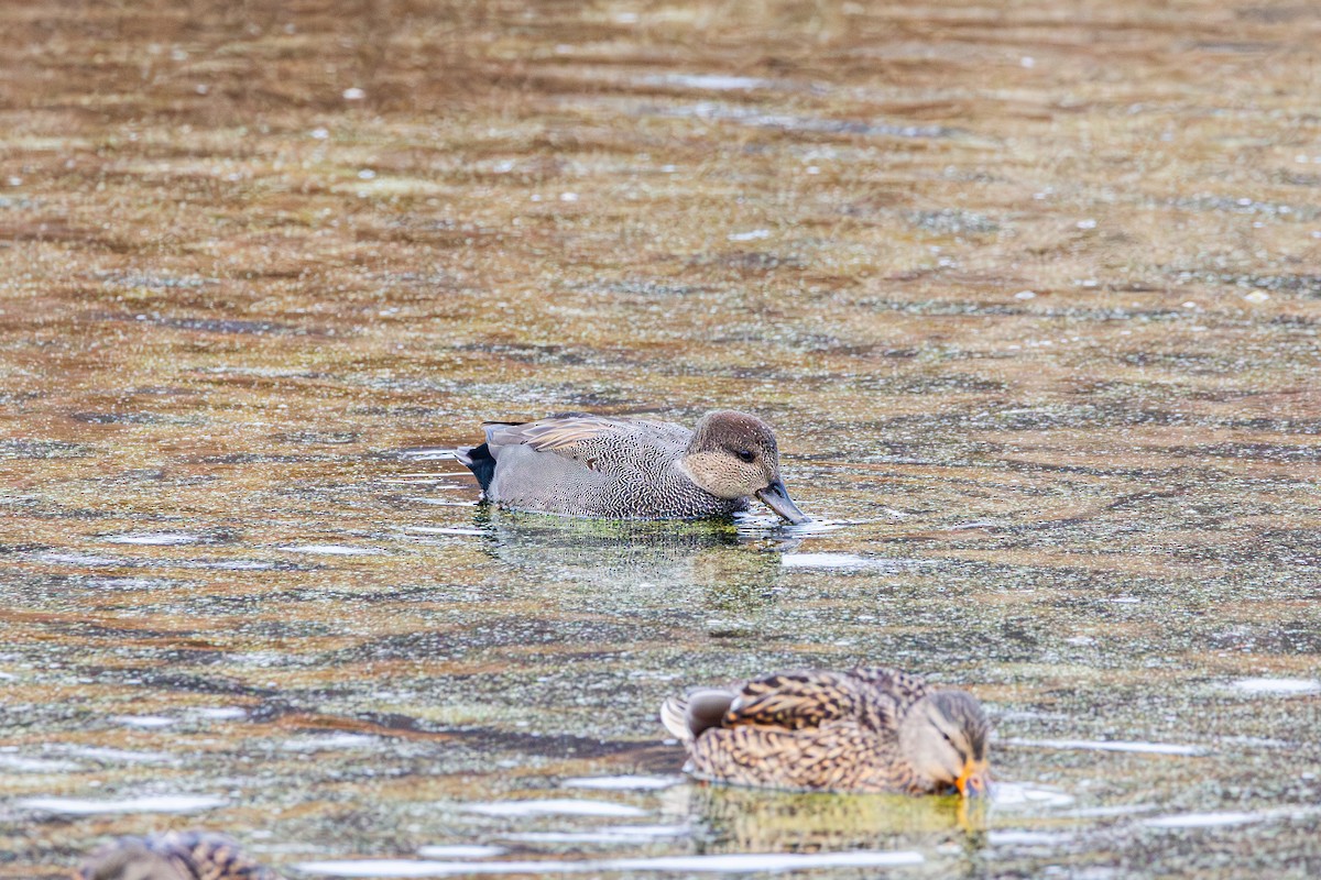 Gadwall - ML646491822