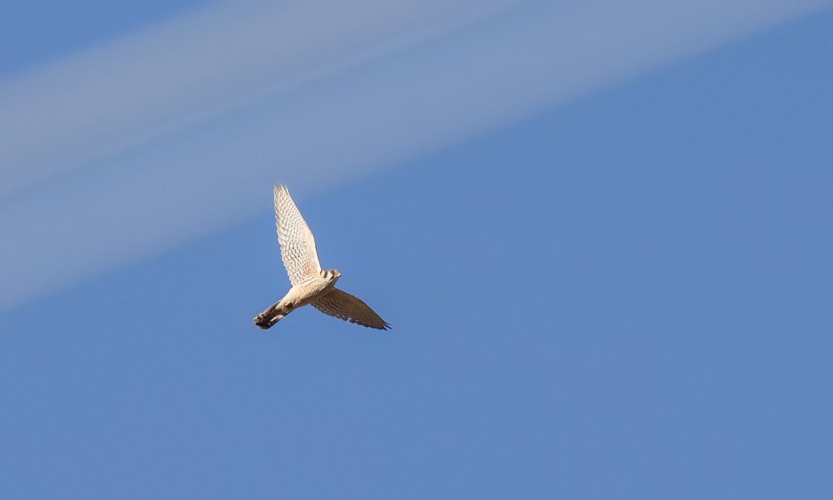 American Kestrel - ML646491823