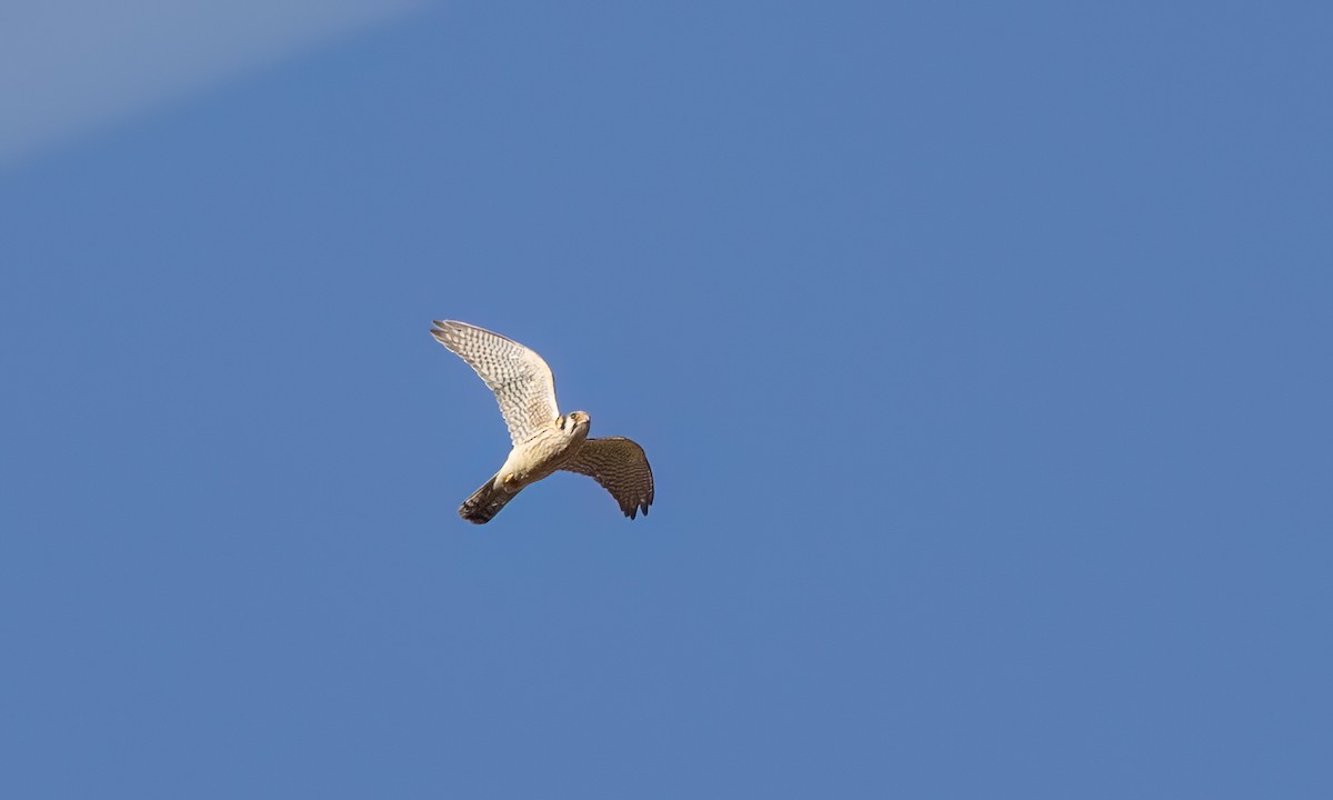 American Kestrel - ML646491824