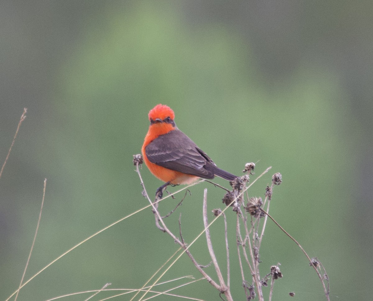 Vermilion Flycatcher - ML646491825