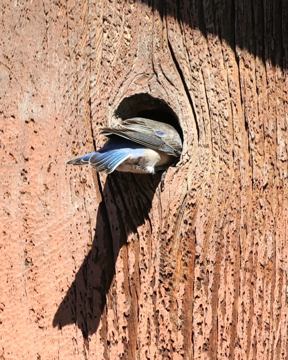 Western Bluebird - ML646491826