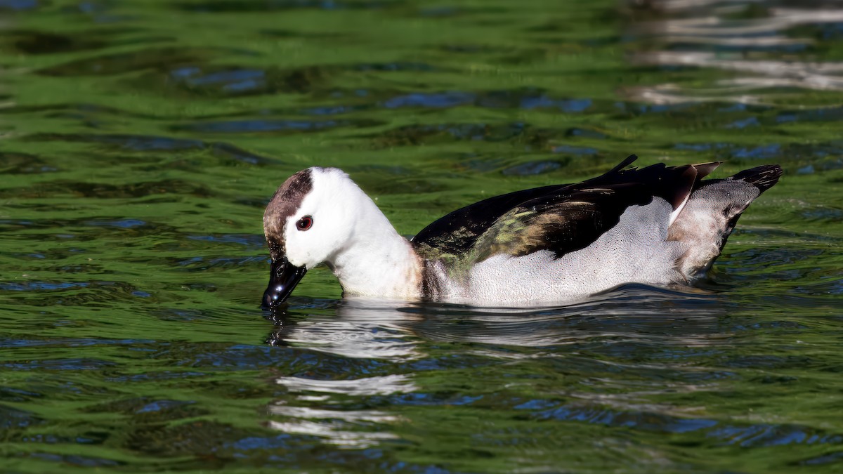 Cotton Pygmy-Goose - ML646491829