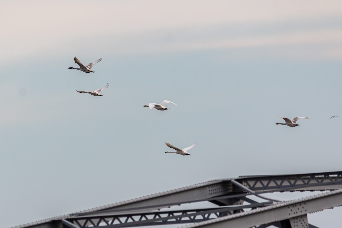 Trumpeter Swan - ML646491831