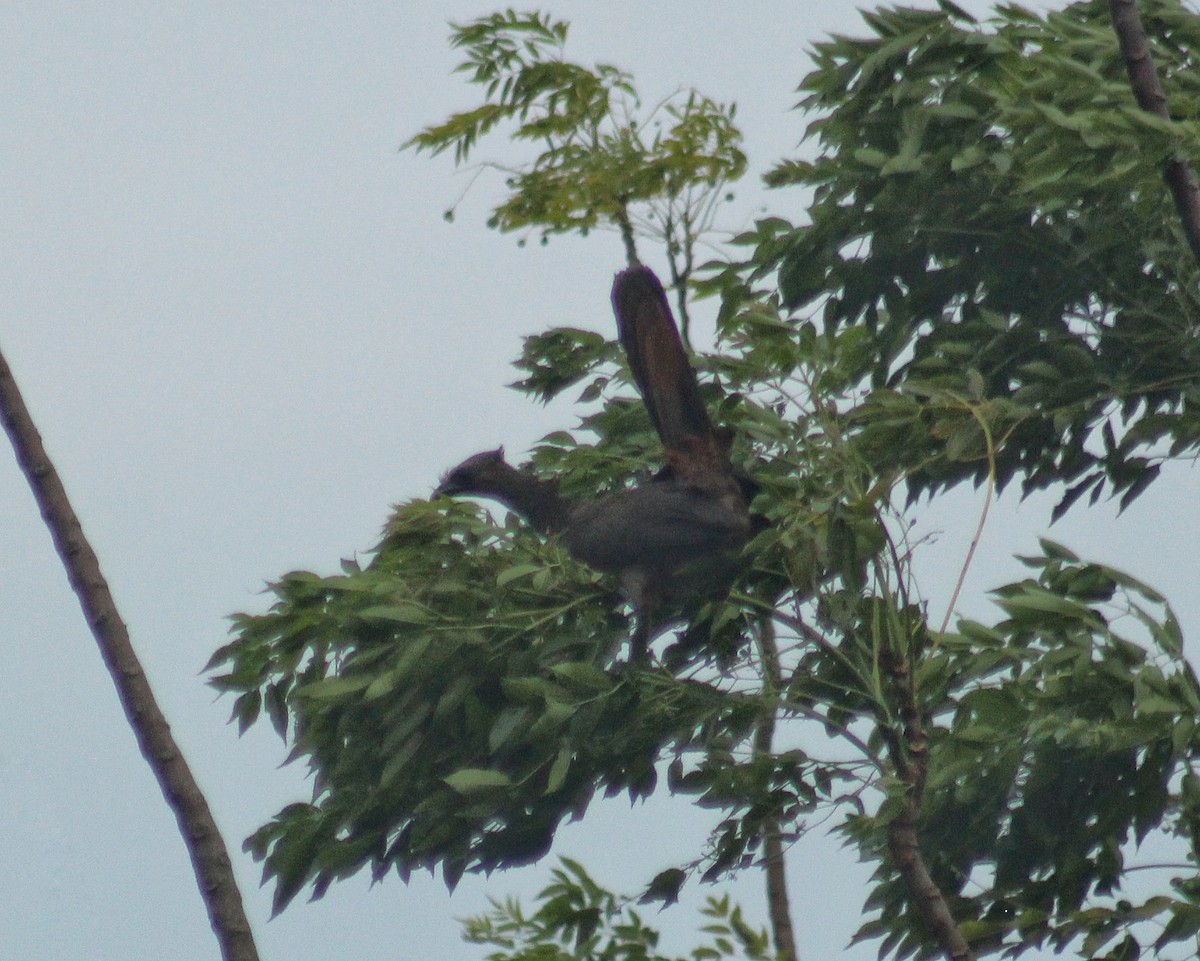 Scaled Chachalaca - ML646491832
