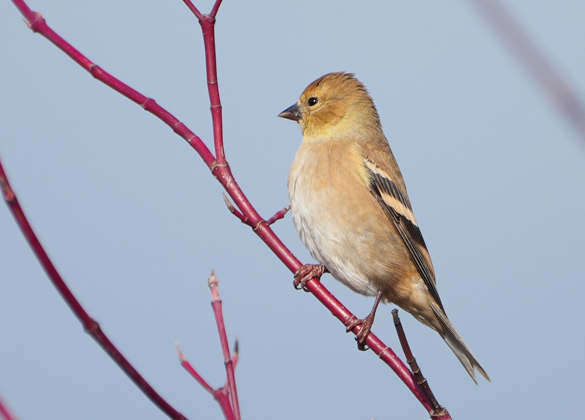 American Goldfinch - ML646491833