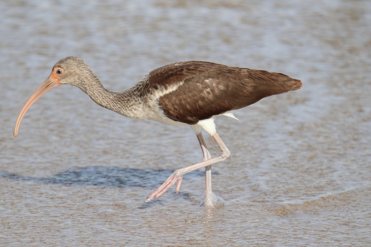 White Ibis - ML646491834