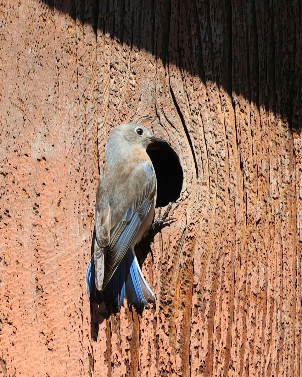 Western Bluebird - ML646491835
