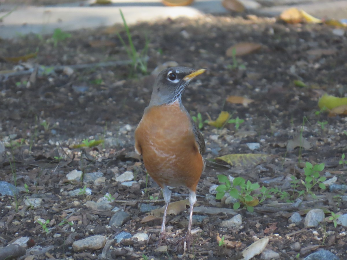 Merle d'Amérique - ML646491841