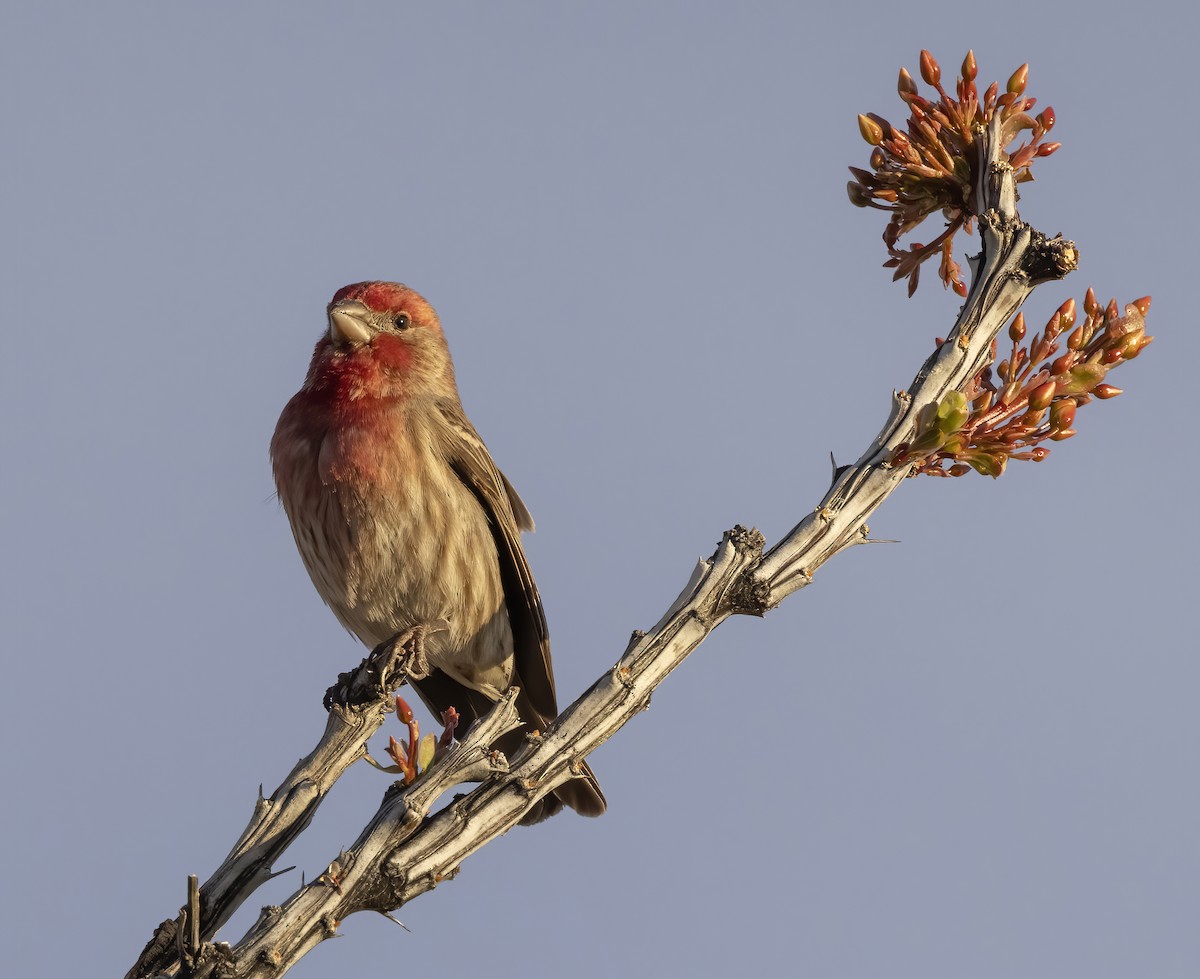 House Finch - ML646491842