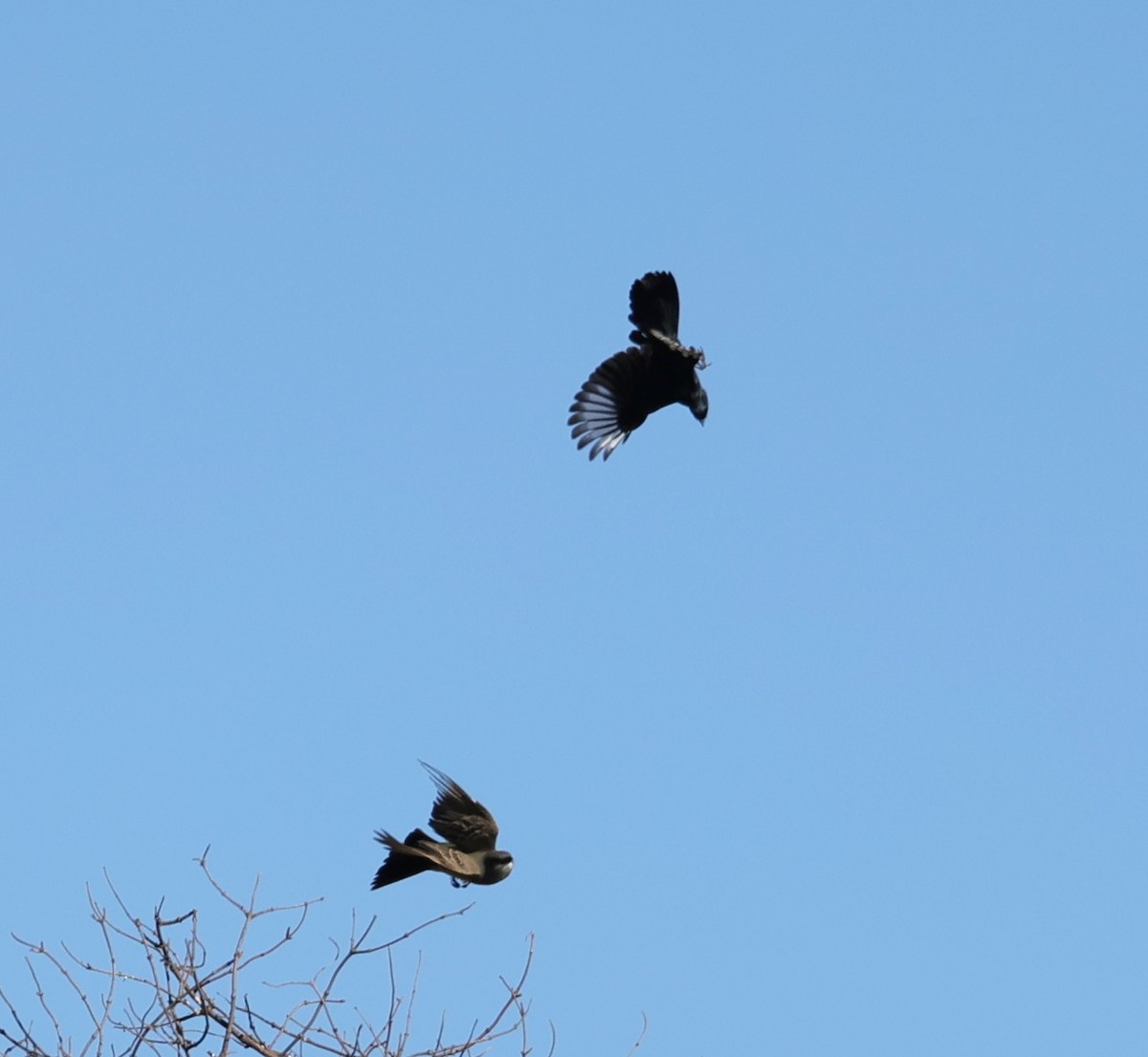 Phainopepla - ML646491844