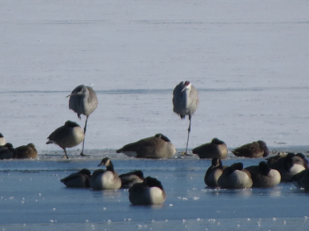 kanadagås - ML646491848