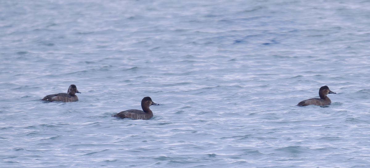 Американский нырок - ML646491850