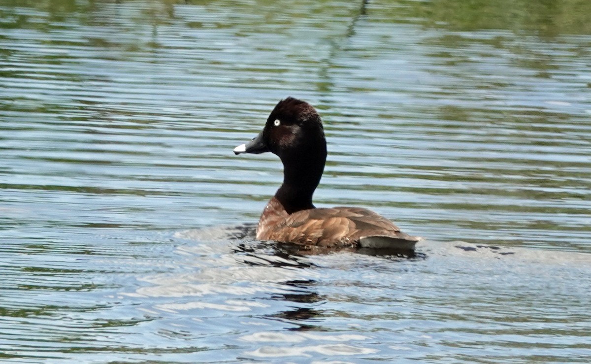 Hardhead - ML646491868